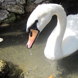 Preview wallpaper swan, birds, water, beak, swim