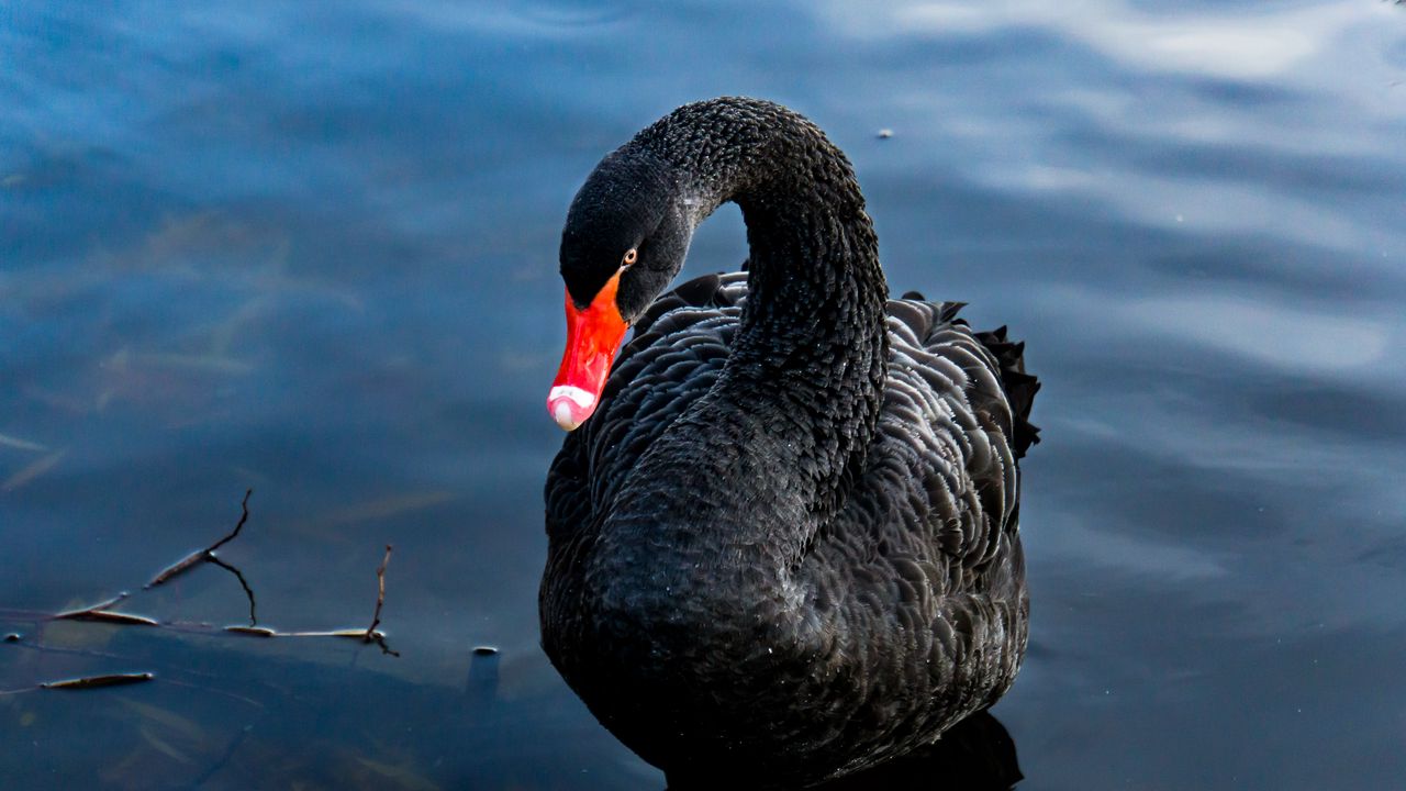 Wallpaper swan, black, bird, lake, swim