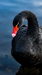 Preview wallpaper swan, black, bird, lake, swim