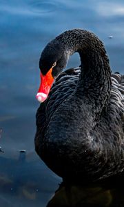 Preview wallpaper swan, black, bird, lake, swim