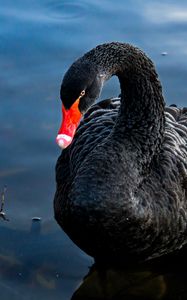 Preview wallpaper swan, black, bird, lake, swim