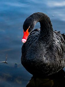 Preview wallpaper swan, black, bird, lake, swim