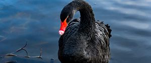 Preview wallpaper swan, black, bird, lake, swim