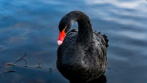 Preview wallpaper swan, black, bird, lake, swim