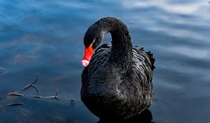 Preview wallpaper swan, black, bird, lake, swim