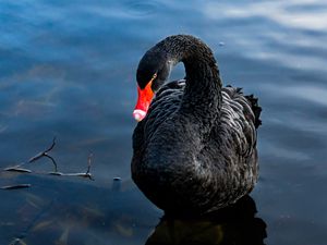 Preview wallpaper swan, black, bird, lake, swim