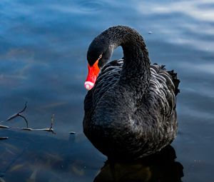 Preview wallpaper swan, black, bird, lake, swim