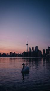 Preview wallpaper swan, city, tower, buildings, sunset