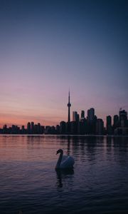 Preview wallpaper swan, city, tower, buildings, sunset