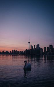 Preview wallpaper swan, city, tower, buildings, sunset