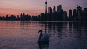 Preview wallpaper swan, city, tower, buildings, sunset