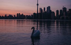 Preview wallpaper swan, city, tower, buildings, sunset