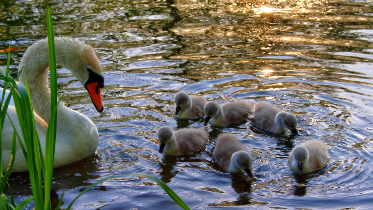 Wallpaper swan, cubs, swim, lake