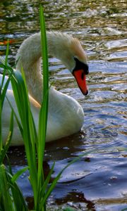 Preview wallpaper swan, cubs, swim, lake