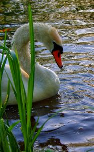 Preview wallpaper swan, cubs, swim, lake