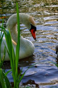 Preview wallpaper swan, cubs, swim, lake