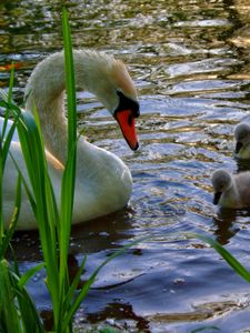 Preview wallpaper swan, cubs, swim, lake