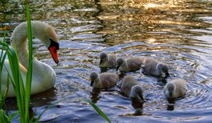 Preview wallpaper swan, cubs, swim, lake