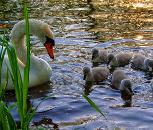 Preview wallpaper swan, cubs, swim, lake