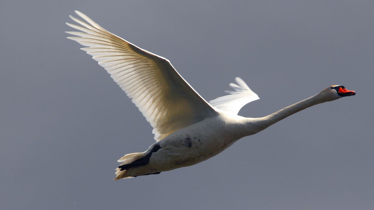 Wallpaper swan, flying, sky, bird