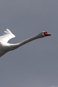 Preview wallpaper swan, flying, sky, bird