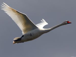 Preview wallpaper swan, flying, sky, bird
