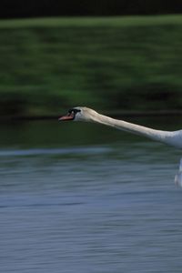 Preview wallpaper swan, flying, water