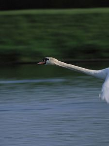 Preview wallpaper swan, flying, water