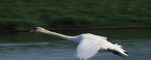 Preview wallpaper swan, flying, water