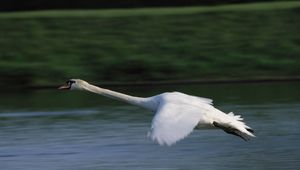 Preview wallpaper swan, flying, water