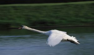 Preview wallpaper swan, flying, water