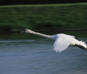 Preview wallpaper swan, flying, water