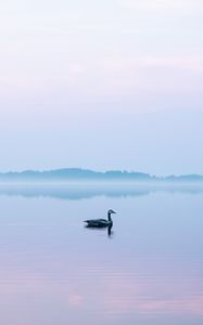 Preview wallpaper swan, fog, lake, bird