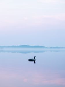 Preview wallpaper swan, fog, lake, bird