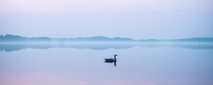 Preview wallpaper swan, fog, lake, bird