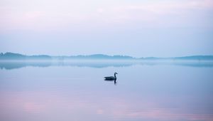 Preview wallpaper swan, fog, lake, bird