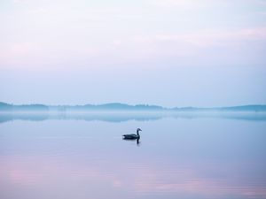 Preview wallpaper swan, fog, lake, bird