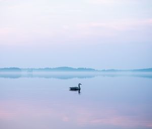 Preview wallpaper swan, fog, lake, bird