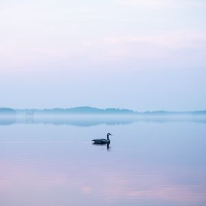 Preview wallpaper swan, fog, lake, bird