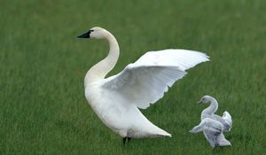 Preview wallpaper swan, grass, babies, family