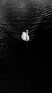 Preview wallpaper swan, lake, bird, bw