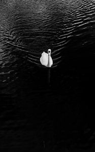 Preview wallpaper swan, lake, bird, bw