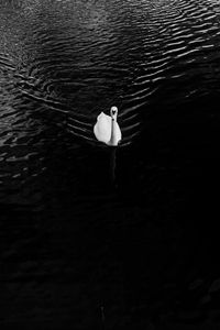 Preview wallpaper swan, lake, bird, bw