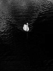 Preview wallpaper swan, lake, bird, bw