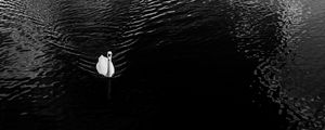 Preview wallpaper swan, lake, bird, bw