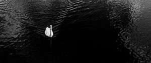 Preview wallpaper swan, lake, bird, bw