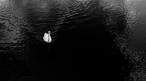 Preview wallpaper swan, lake, bird, bw