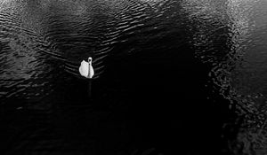 Preview wallpaper swan, lake, bird, bw