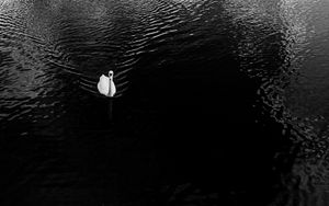 Preview wallpaper swan, lake, bird, bw