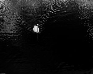 Preview wallpaper swan, lake, bird, bw